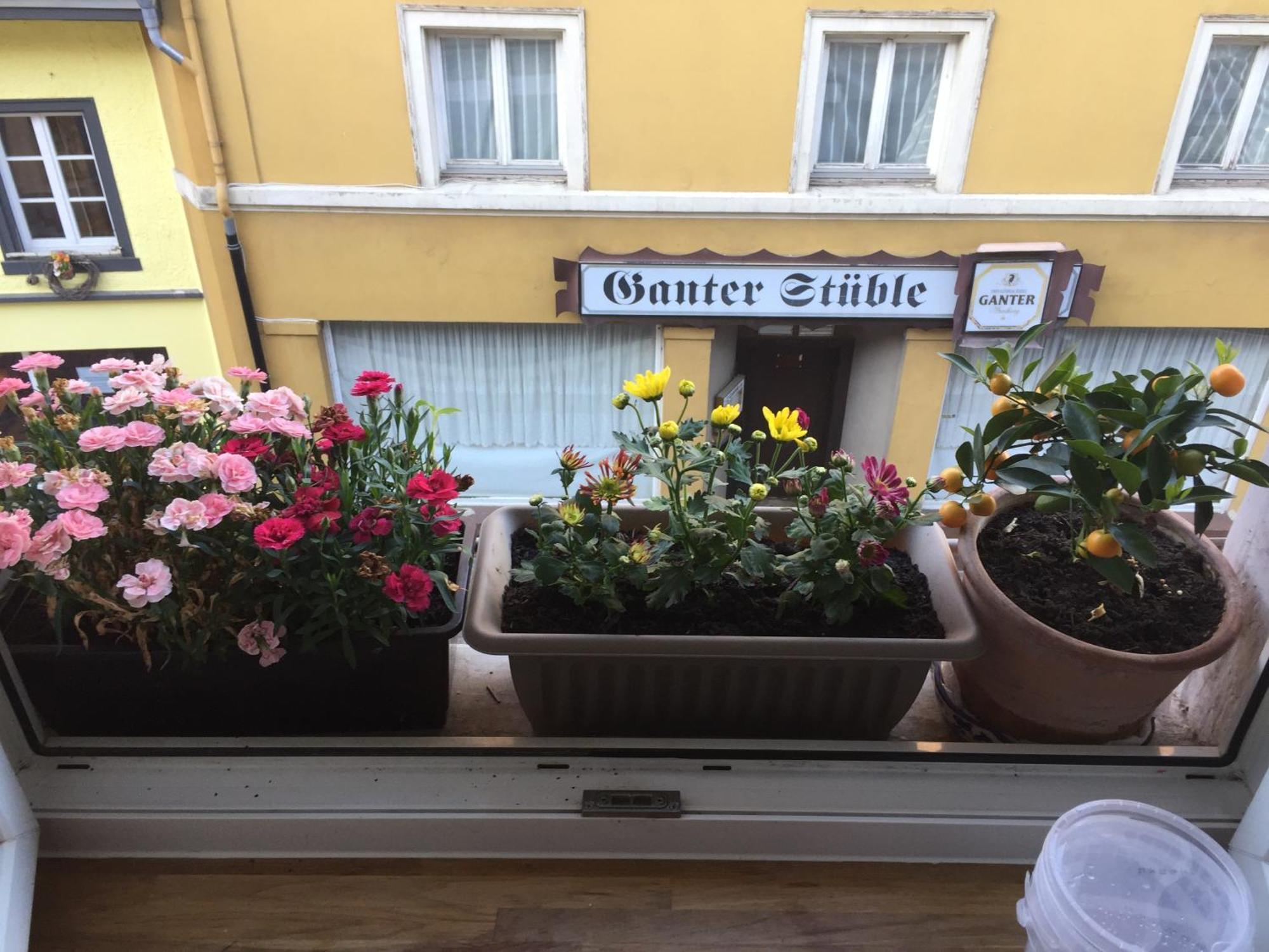 Homestay Waldshut-Tiengen Kültér fotó